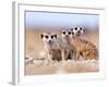 Three Curious Adult Meerkats at the Edge of their Family Den Pose for the Camera.  Botswana.-Karine Aigner-Framed Photographic Print