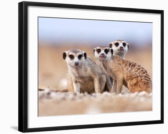 Three Curious Adult Meerkats at the Edge of their Family Den Pose for the Camera.  Botswana.-Karine Aigner-Framed Photographic Print