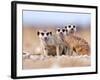 Three Curious Adult Meerkats at the Edge of their Family Den Pose for the Camera.  Botswana.-Karine Aigner-Framed Photographic Print