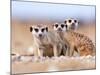 Three Curious Adult Meerkats at the Edge of their Family Den Pose for the Camera.  Botswana.-Karine Aigner-Mounted Photographic Print