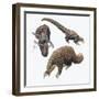 Three-Cusped or Tree Pangolin (Manis Tricuspis)-null-Framed Giclee Print