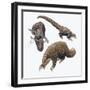 Three-Cusped or Tree Pangolin (Manis Tricuspis)-null-Framed Giclee Print