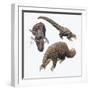 Three-Cusped or Tree Pangolin (Manis Tricuspis)-null-Framed Giclee Print
