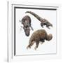 Three-Cusped or Tree Pangolin (Manis Tricuspis)-null-Framed Giclee Print