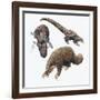 Three-Cusped or Tree Pangolin (Manis Tricuspis)-null-Framed Giclee Print