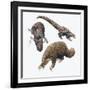 Three-Cusped or Tree Pangolin (Manis Tricuspis)-null-Framed Giclee Print