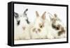 Three Cute Baby Bunnies Sitting Together-Mark Taylor-Framed Stretched Canvas