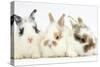 Three Cute Baby Bunnies Sitting Together-Mark Taylor-Stretched Canvas