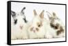 Three Cute Baby Bunnies Sitting Together-Mark Taylor-Framed Stretched Canvas