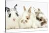 Three Cute Baby Bunnies Sitting Together-Mark Taylor-Stretched Canvas