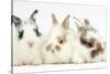 Three Cute Baby Bunnies Sitting Together-Mark Taylor-Stretched Canvas