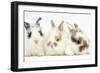 Three Cute Baby Bunnies Sitting Together-Mark Taylor-Framed Photographic Print