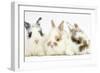 Three Cute Baby Bunnies Sitting Together-Mark Taylor-Framed Photographic Print