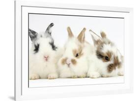 Three Cute Baby Bunnies Sitting Together-Mark Taylor-Framed Photographic Print