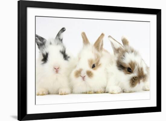 Three Cute Baby Bunnies Sitting Together-Mark Taylor-Framed Photographic Print