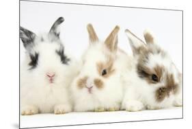Three Cute Baby Bunnies Sitting Together-Mark Taylor-Mounted Photographic Print