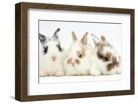 Three Cute Baby Bunnies Sitting Together-Mark Taylor-Framed Photographic Print