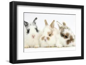 Three Cute Baby Bunnies Sitting Together-Mark Taylor-Framed Photographic Print