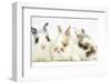 Three Cute Baby Bunnies Sitting Together-Mark Taylor-Framed Photographic Print