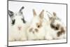 Three Cute Baby Bunnies Sitting Together-Mark Taylor-Mounted Photographic Print