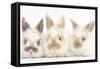 Three Cute Baby Rabbits in a Row-Mark Taylor-Framed Stretched Canvas