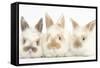 Three Cute Baby Rabbits in a Row-Mark Taylor-Framed Stretched Canvas