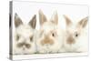 Three Cute Baby Rabbits in a Row-Mark Taylor-Stretched Canvas