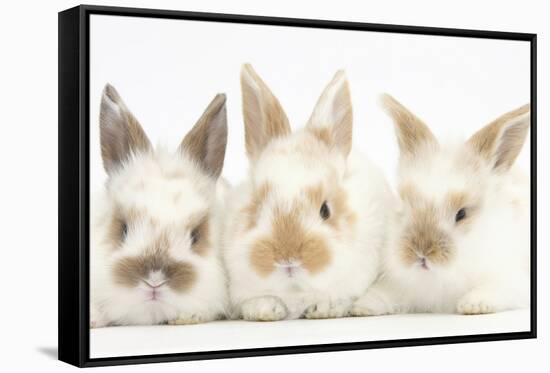 Three Cute Baby Rabbits in a Row-Mark Taylor-Framed Stretched Canvas