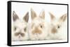 Three Cute Baby Rabbits in a Row-Mark Taylor-Framed Stretched Canvas