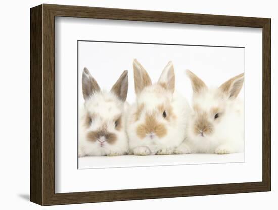 Three Cute Baby Rabbits in a Row-Mark Taylor-Framed Photographic Print