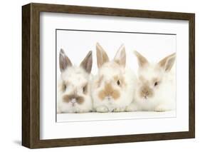 Three Cute Baby Rabbits in a Row-Mark Taylor-Framed Photographic Print