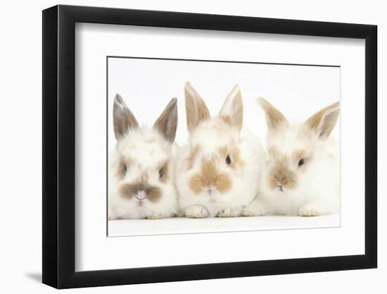 Three Cute Baby Rabbits in a Row-Mark Taylor-Framed Photographic Print