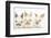 Three Cute Baby Rabbits in a Row-Mark Taylor-Framed Photographic Print