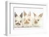 Three Cute Baby Rabbits in a Row-Mark Taylor-Framed Photographic Print