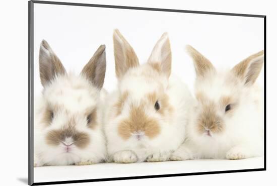 Three Cute Baby Rabbits in a Row-Mark Taylor-Mounted Photographic Print