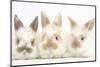 Three Cute Baby Rabbits in a Row-Mark Taylor-Mounted Photographic Print