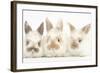 Three Cute Baby Rabbits in a Row-Mark Taylor-Framed Photographic Print