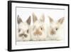 Three Cute Baby Rabbits in a Row-Mark Taylor-Framed Photographic Print