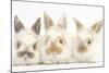 Three Cute Baby Rabbits in a Row-Mark Taylor-Mounted Photographic Print