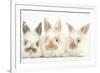 Three Cute Baby Rabbits in a Row-Mark Taylor-Framed Photographic Print