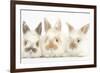 Three Cute Baby Rabbits in a Row-Mark Taylor-Framed Photographic Print