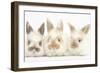 Three Cute Baby Rabbits in a Row-Mark Taylor-Framed Photographic Print