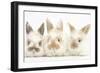 Three Cute Baby Rabbits in a Row-Mark Taylor-Framed Photographic Print