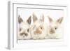 Three Cute Baby Rabbits in a Row-Mark Taylor-Framed Photographic Print