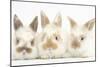 Three Cute Baby Rabbits in a Row-Mark Taylor-Mounted Photographic Print