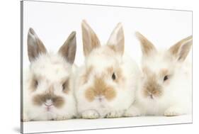 Three Cute Baby Rabbits in a Row-Mark Taylor-Stretched Canvas