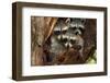 Three Cute Raccoons on a Tree.-L-N-Framed Photographic Print