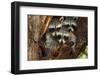 Three Cute Raccoons on a Tree.-L-N-Framed Photographic Print