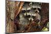 Three Cute Raccoons on a Tree.-L-N-Mounted Photographic Print