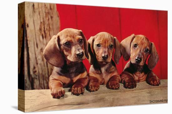 Three Dachshund Puppies-null-Stretched Canvas